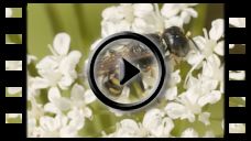 Insekten: Video Weibliche kleine Silbermundwespe?