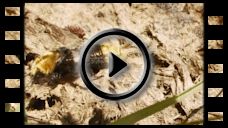 Insekten: Video Emus Hirtus