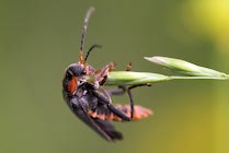 Schlagworte: Käfer – 3. Photo: Gehangel