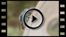 Insekten: Video Goldwespe am Glas