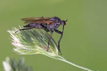 Schlagworte: Käfer – 5. Photo: Häßlich