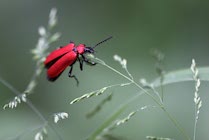 Schlagworte: Käfer – 7. Photo: Am Grashalm