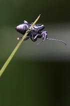 Schlagworte: Käfer – 2. Photo: Stabhochspringer