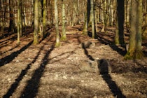 Schlagworte: Schatten – 15. Photo: Im Baumesschatten