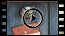 Blaumeise: Video Würmer rein, Kot raus