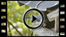 Blaumeise: Video Beifütterung