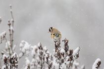 Schlagworte: Schnee – 12. Photo: Winterlicher Distelfink