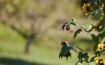 Schlagworte: Herbst – 10. Photo: Distelfink an Sonnenblume