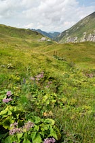 Schlagworte: Alpen – 7. Photo: Vegetation Kemptner
