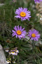 Alphubel: 20. Photo: Alpenflora