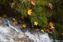 Schlagworte: Wasserfall – 6. Photo: Herbstquell