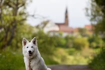 Schlagworte: Hund – 30. Photo: Grüße aus Binsdorf