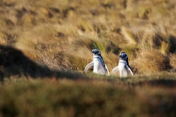 Schlagworte: heute – 2. Photo: Zwei Pinguine
