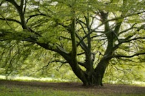 Schlagworte: Bäume – 24. Photo: Kletterbaum