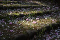 Japan: 27. Photo: Das Ende der Kirschblüte