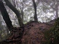 Schlagworte: Waldweg – 2. Photo: Urig, verwunschen, naß