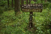 Japan: 10. Photo: Zeichen im Walde