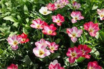 Schlagworte: Blüte – 5. Photo: Tulpen von oben