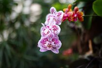 Schlagworte: Boden – 4. Photo: Orchidee