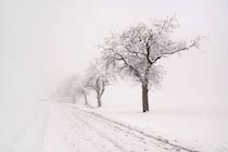 Schlagworte: Winter – 35. Photo: Pfrondorf 1