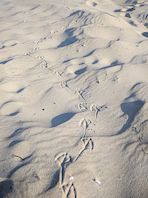 Schlagworte: toll – 28. Photo: Stranddetail: Möwenfüßchen