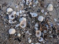 Schlagworte: paar – 1. Photo: Stranddetail: Muschelchen