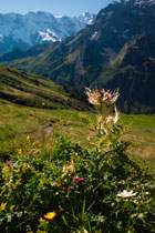 Schlagworte: Alpen – 16. Photo: Cirsium spinosissimum