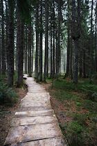 Schlagworte: Holz – 3. Photo: Weg in den Wald