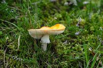 Schlagworte: Pilz – 1. Photo: Weiß-Gelb im Grün