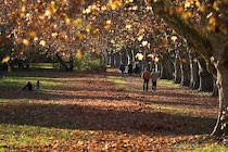 Schlagworte: Neckarinsel – 11. Photo: Herbstwandeln