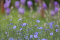 Schlagworte: Garten – 15. Photo: Blau vor Lila