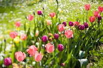 Schlagworte: Tulpen – 15. Photo: Tulpen 1