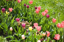 Schlagworte: Tulpen – 13. Photo: Tulpen 3