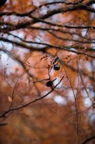 Schlagworte: Herbst – 25. Photo: Was in Bäumen hängt