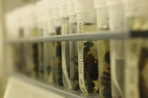 Schlagworte: vielen – 23. Photo: Ampulle Hymenoptera
