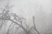 Schlagworte: Nebel – 1. Photo: Nebelvogel