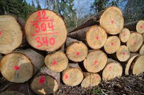 Schlagworte: Holz – 18. Photo: Zahlenspiele