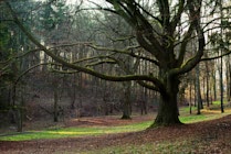 WaldWiese: 6. Photo: Bäume Molkengrund I
