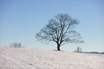 WaldWiese: 27. Photo: Baum im Schnee