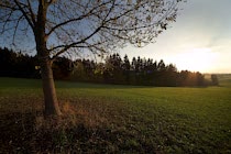 WaldWiese: 24. Photo: Baum in der Abendsonne