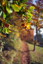 WaldWiese: 22. Photo: Herbstfarben