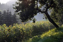 WaldWiese: 27. Photo: Sonnenblumenbaum