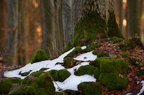 Schlagworte: Baumes – 20. Photo: Der letzte Schnee