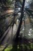 Walddetails: Photo 1