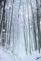 Schlagworte: Bäume – 23. Photo: Hoher Winterwald