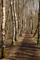 Schlagworte: Waldweg – 4. Photo: Birkenallee