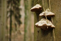 Schlagworte: Pilz – 13. Photo: Dreifachbaumpilz