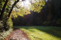 Schlagworte: Herbst – 16. Photo: Eichenleuchten