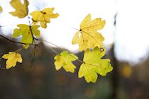 Schlagworte: Herbst – 17. Photo: Gelb-Grün