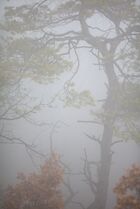 Schlagworte: Nebel – 22. Photo: Herbstkiefer